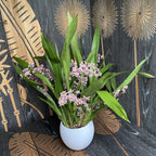 Oncidium Ornithorhynchum (aroma de vainilla) - ejemplares abundantes