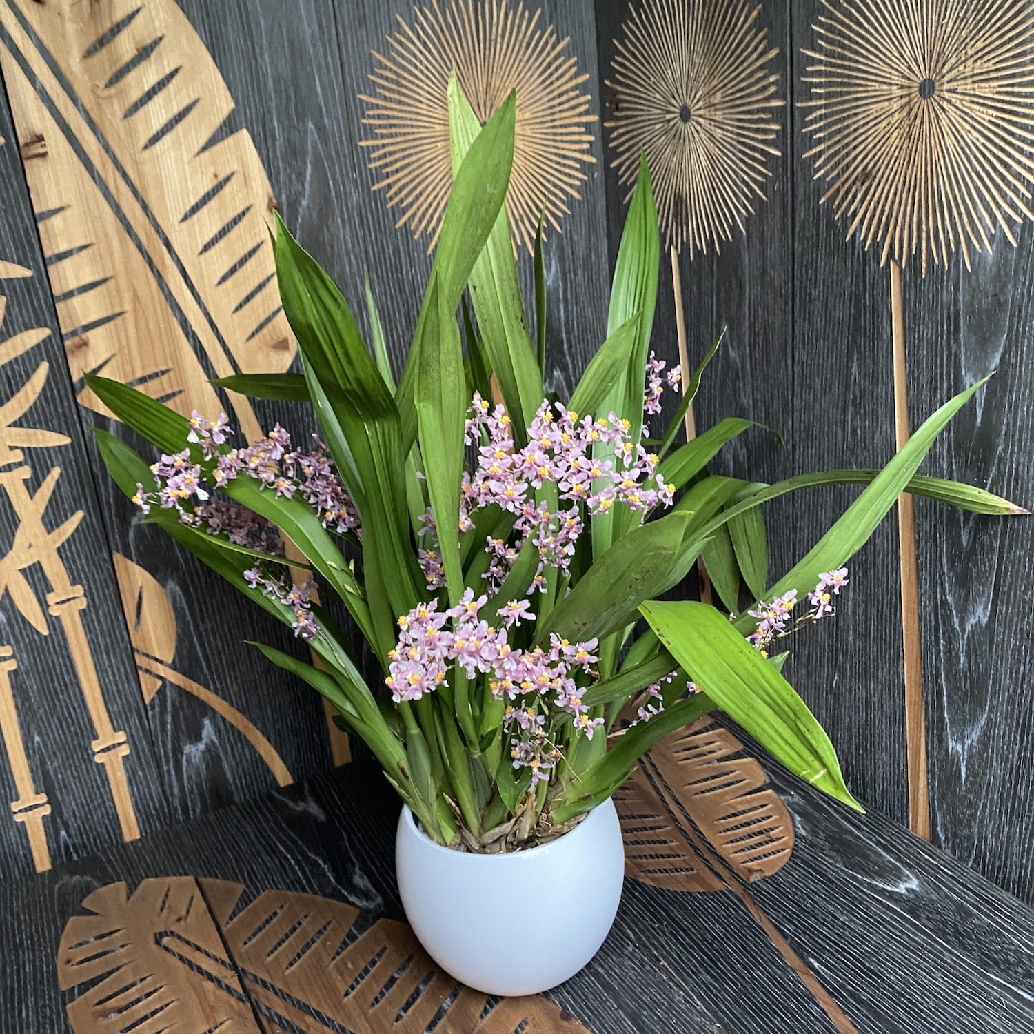 Oncidium Ornithorhynchum (Vanilleduft) - üppige Exemplare