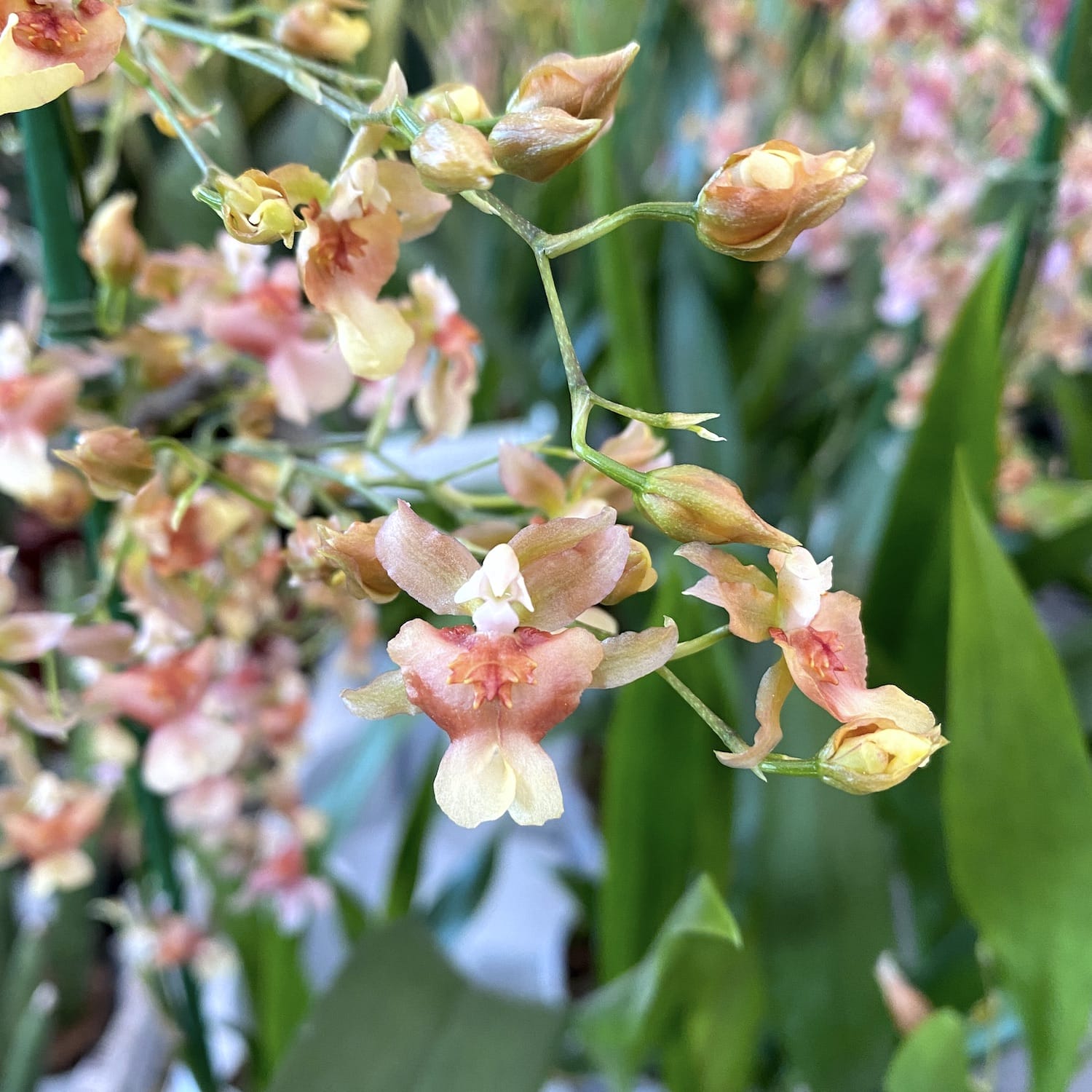 Oncidium Rosy Sunset - intensely fragrant flowers