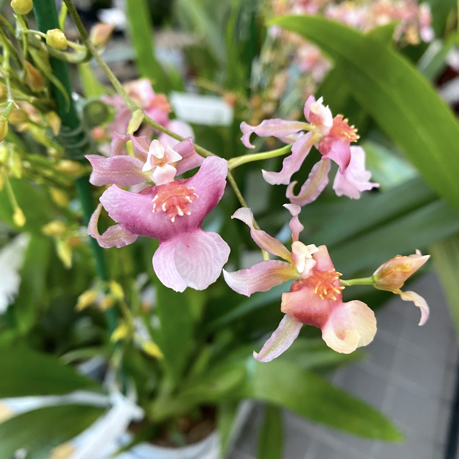 Oncidium Rosy Sunset - intensely fragrant flowers
