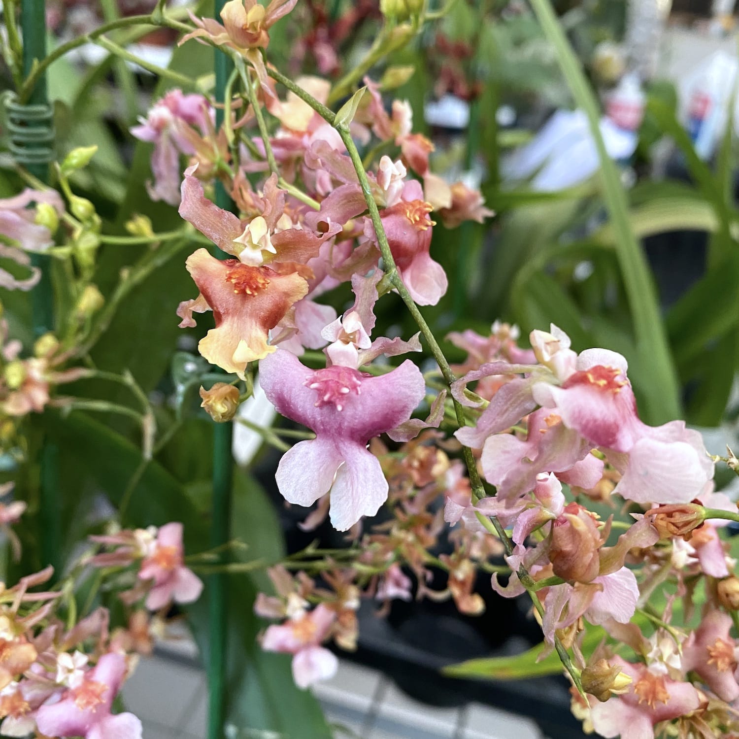 Oncidium Rosy Sunset - intensely fragrant flowers