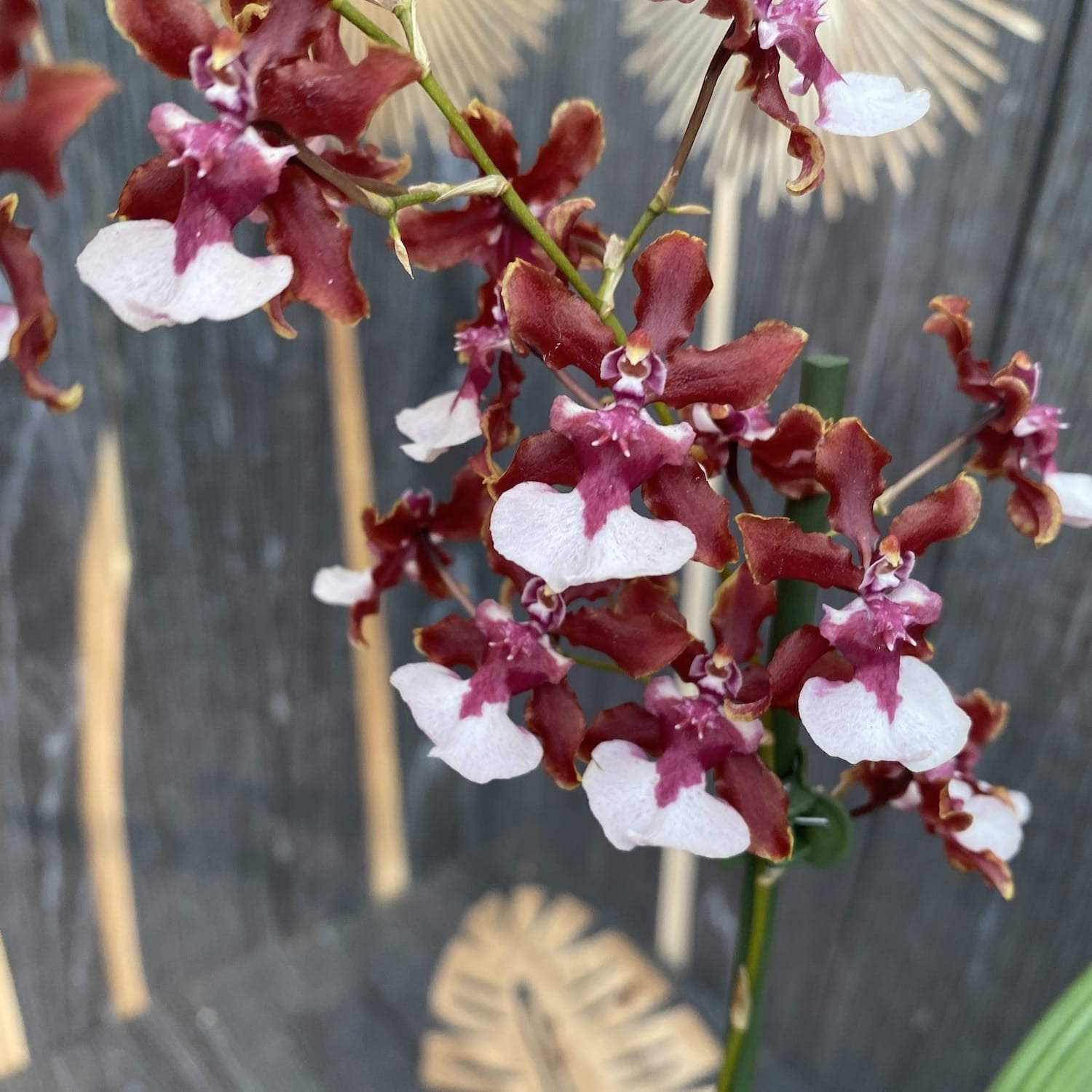 Oncidium Sharry Baby Sweet Chocolate Fragrance (intensely scented flowers)