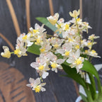 Oncidium Twinkle Pearl (flori intens parfumate)