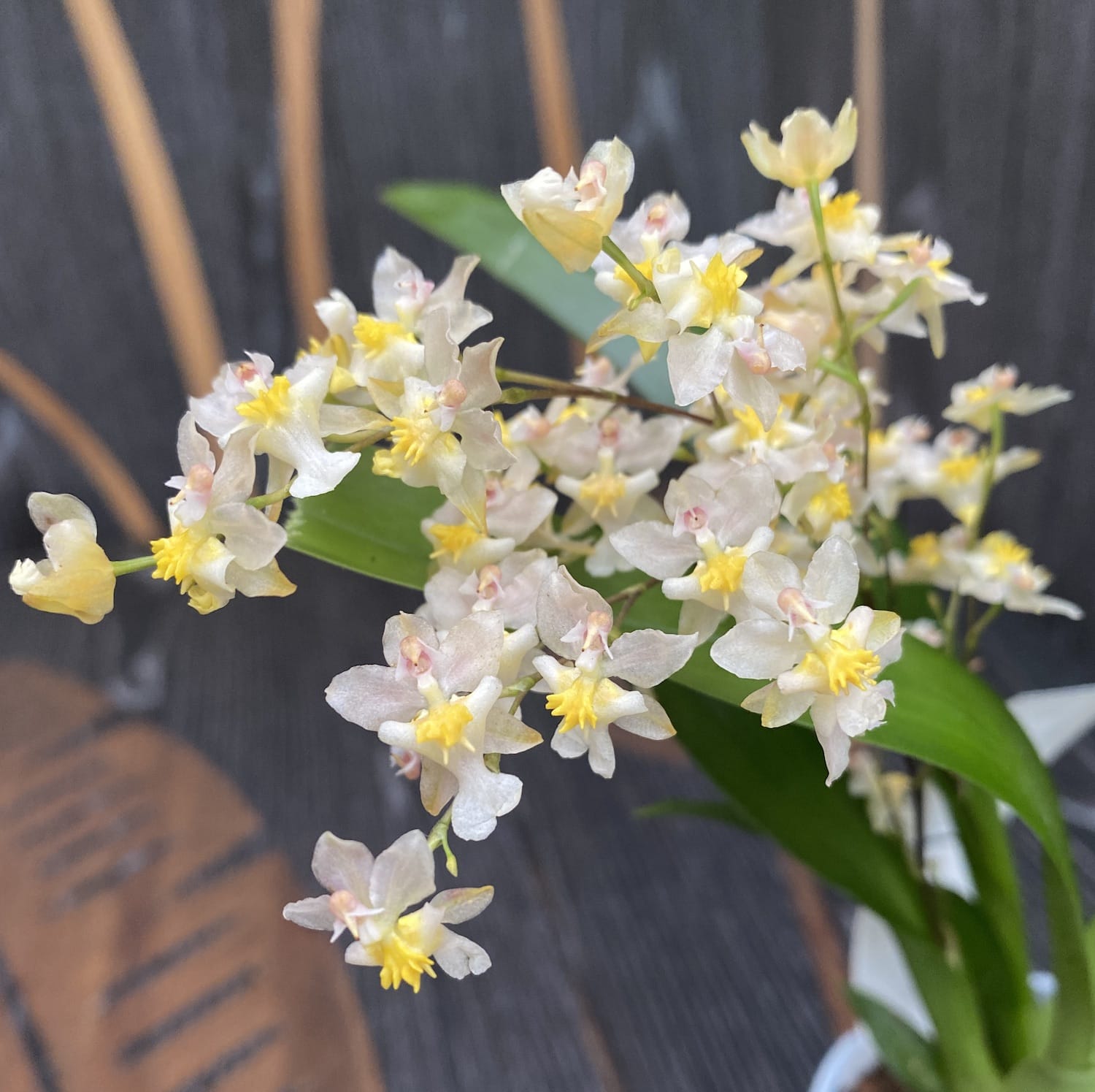 Oncidium Twinkle Pearl (flori intens parfumate)