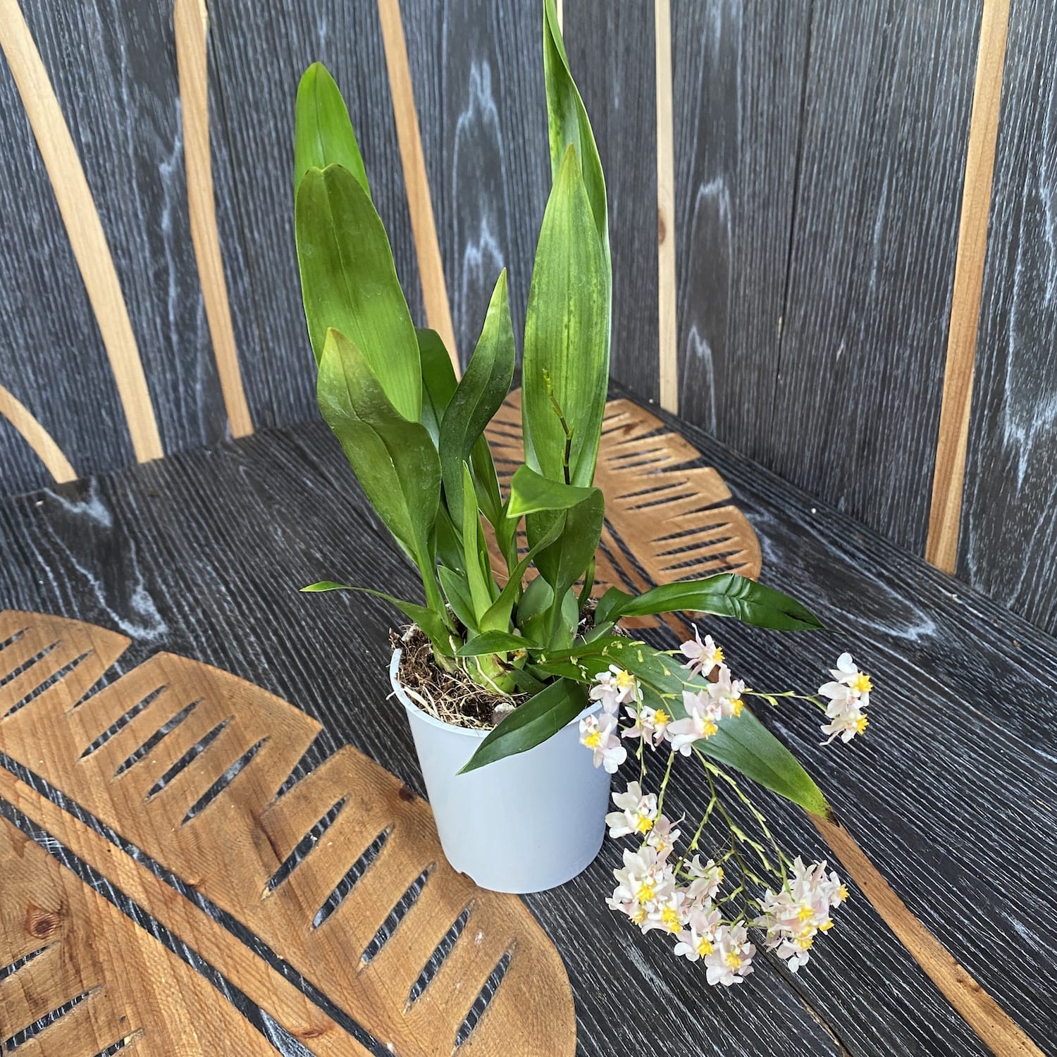 Oncidium Twinkle Tsiku Marguerite - intensely fragrant flowers