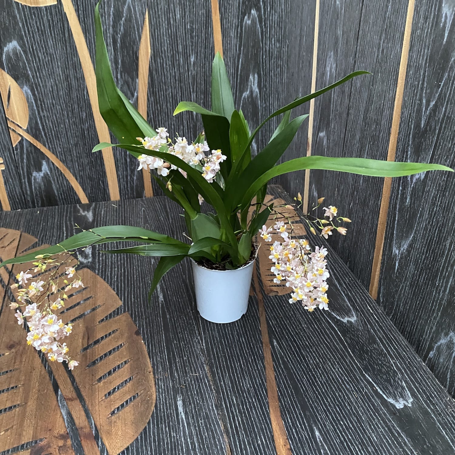 Oncidium Twinkle Tsiku Marguerite - spécimens abondants (fleurs intensément parfumées)