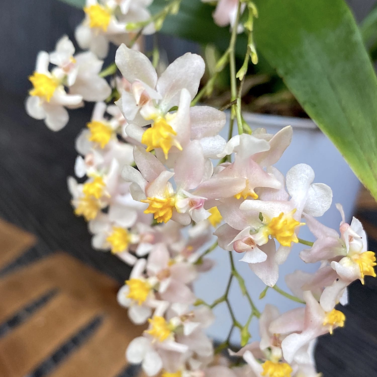 Oncidium Twinkle Tsiku Marguerite - spécimens abondants (fleurs intensément parfumées)