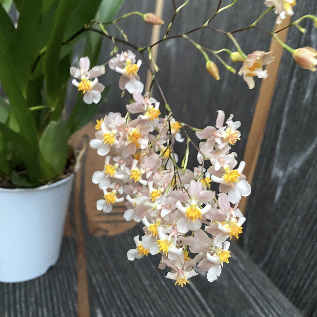 Oncidium Twinkle Tsiku Marguerite - esemplari rigogliosi (fiori intensamente profumati)
