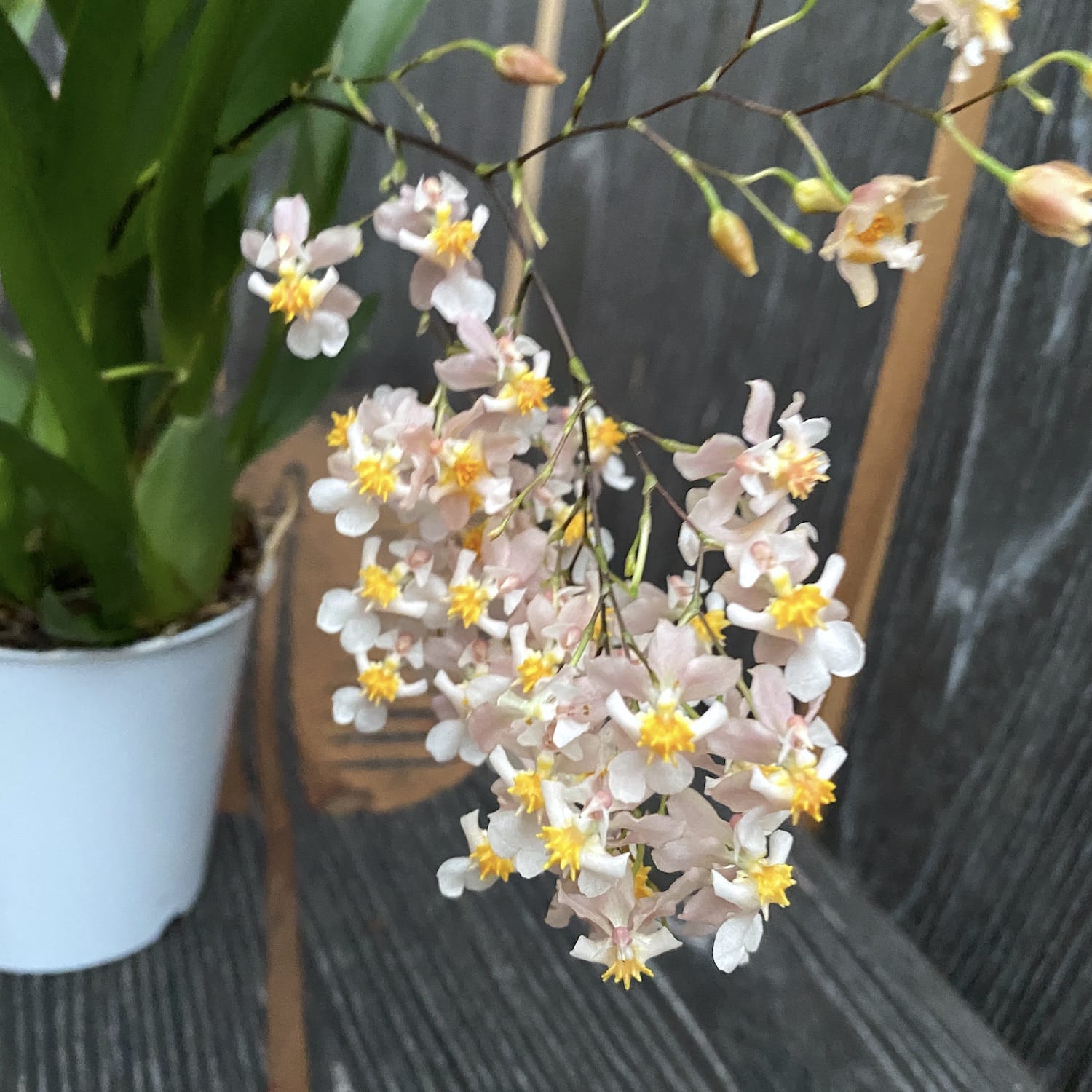 Oncidium Twinkle Tsiku Marguerite - spécimens abondants (fleurs intensément parfumées)