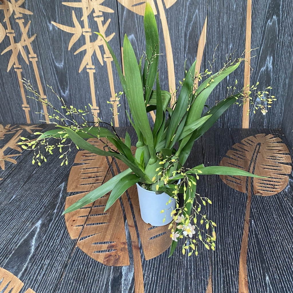 Oncidium Twinkle Tsiku Marguerite - esemplari rigogliosi (fiori intensamente profumati)