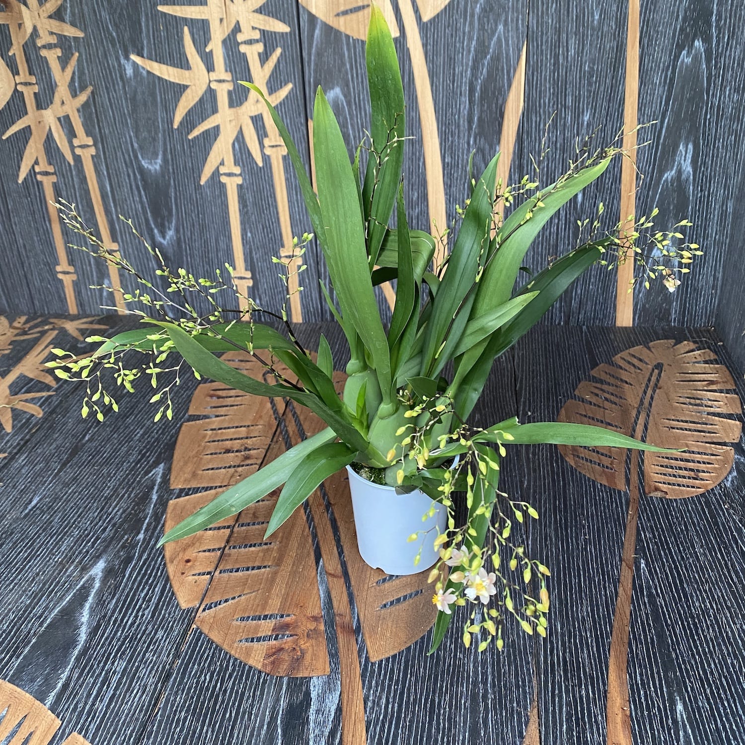 Oncidium Twinkle Tsiku Marguerite - spécimens abondants (fleurs intensément parfumées)