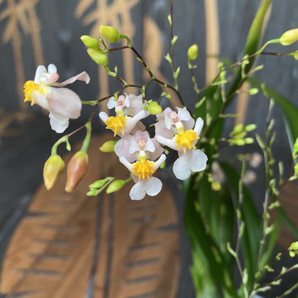 Oncidium Twinkle Tsiku Marguerite - esemplari rigogliosi (fiori intensamente profumati)