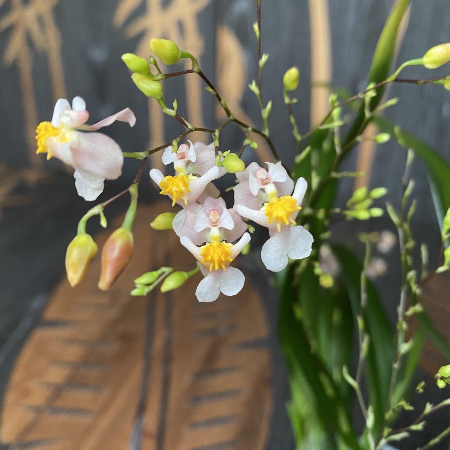 Oncidium Twinkle Tsiku Marguerite - spécimens abondants (fleurs intensément parfumées)