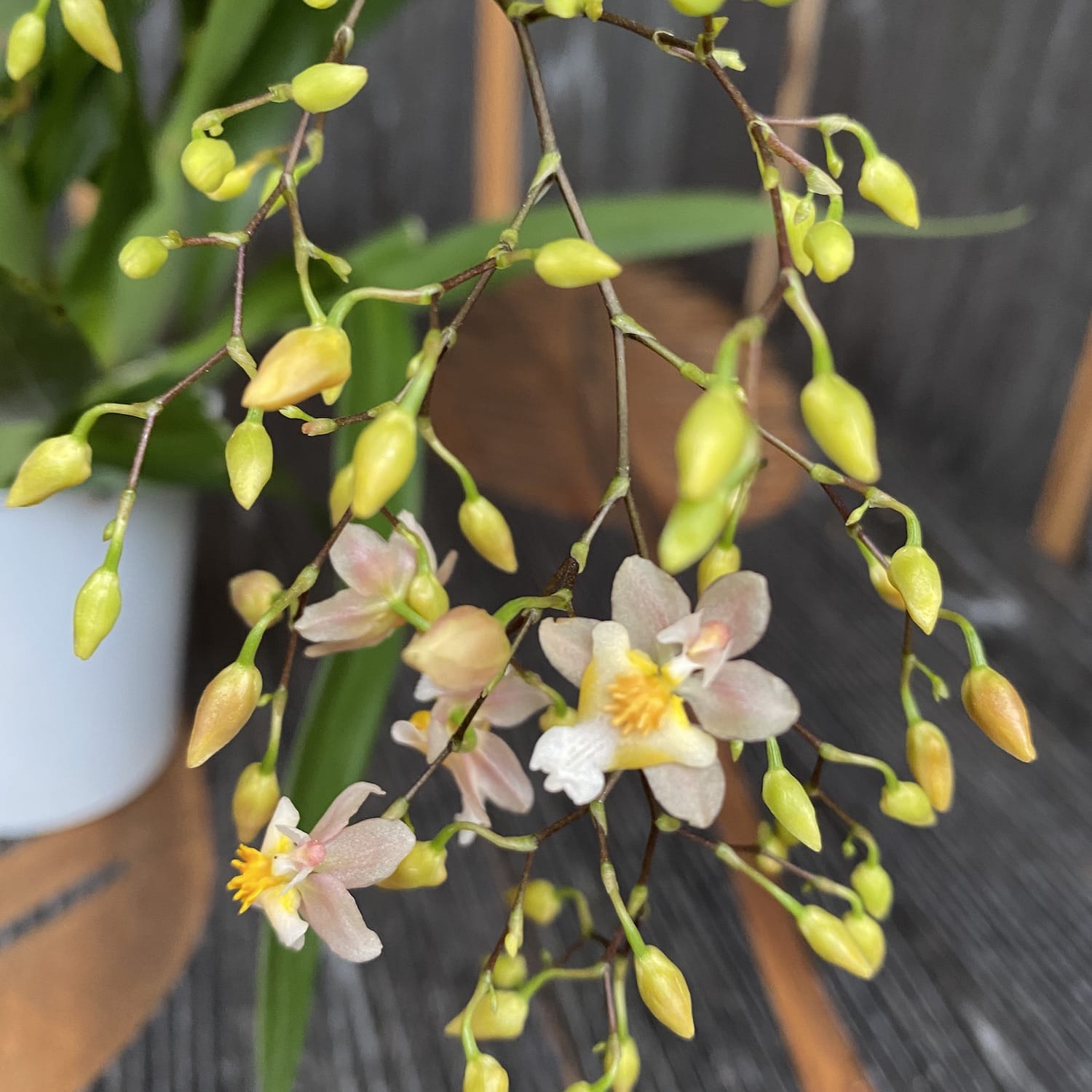 Oncidium Twinkle Tsiku Marguerite - spécimens abondants (fleurs intensément parfumées)