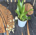 Oncidium Twinkle White Shower - fragrant flowers