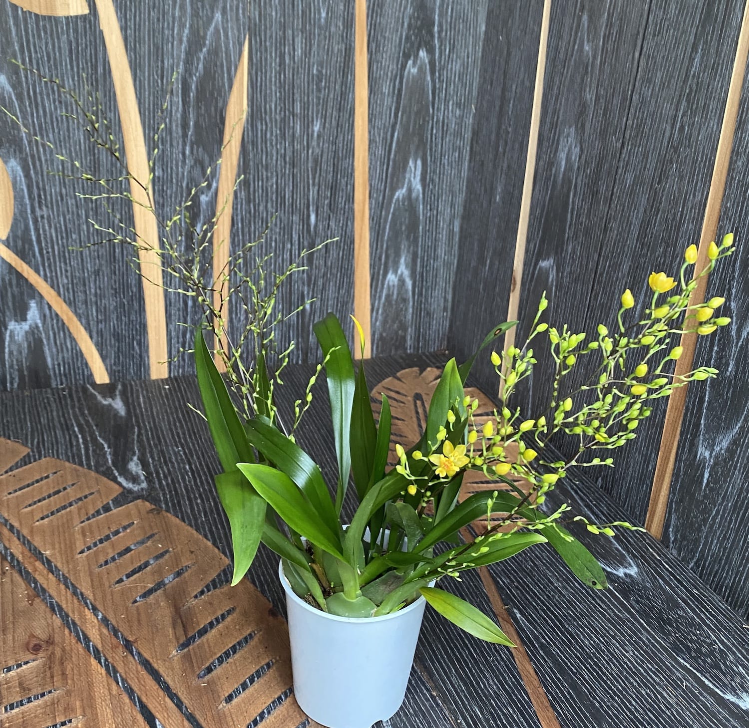 Oncidium Twinkle 'Gold Dust' - üppige Exemplare (intensiv duftende Blüten)