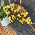 Oncidium Twinkle 'Gold Dust' - fragrant flowers