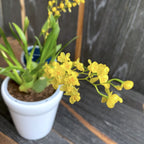 Oncidium Twinkle 'Gold Dust' - fragrant flowers