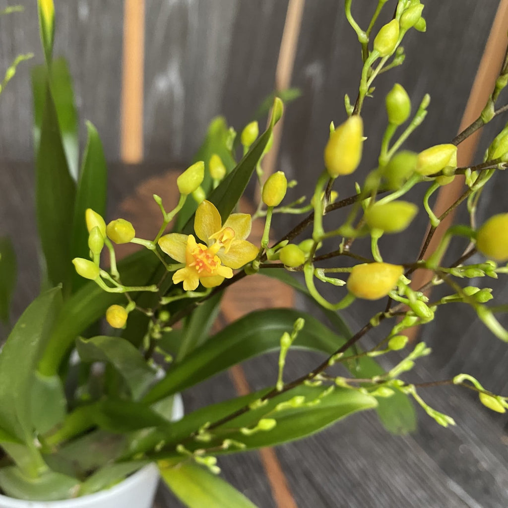Oncidium Twinkle 'Gold Dust' - exemplare bogate (flori intens parfumate)