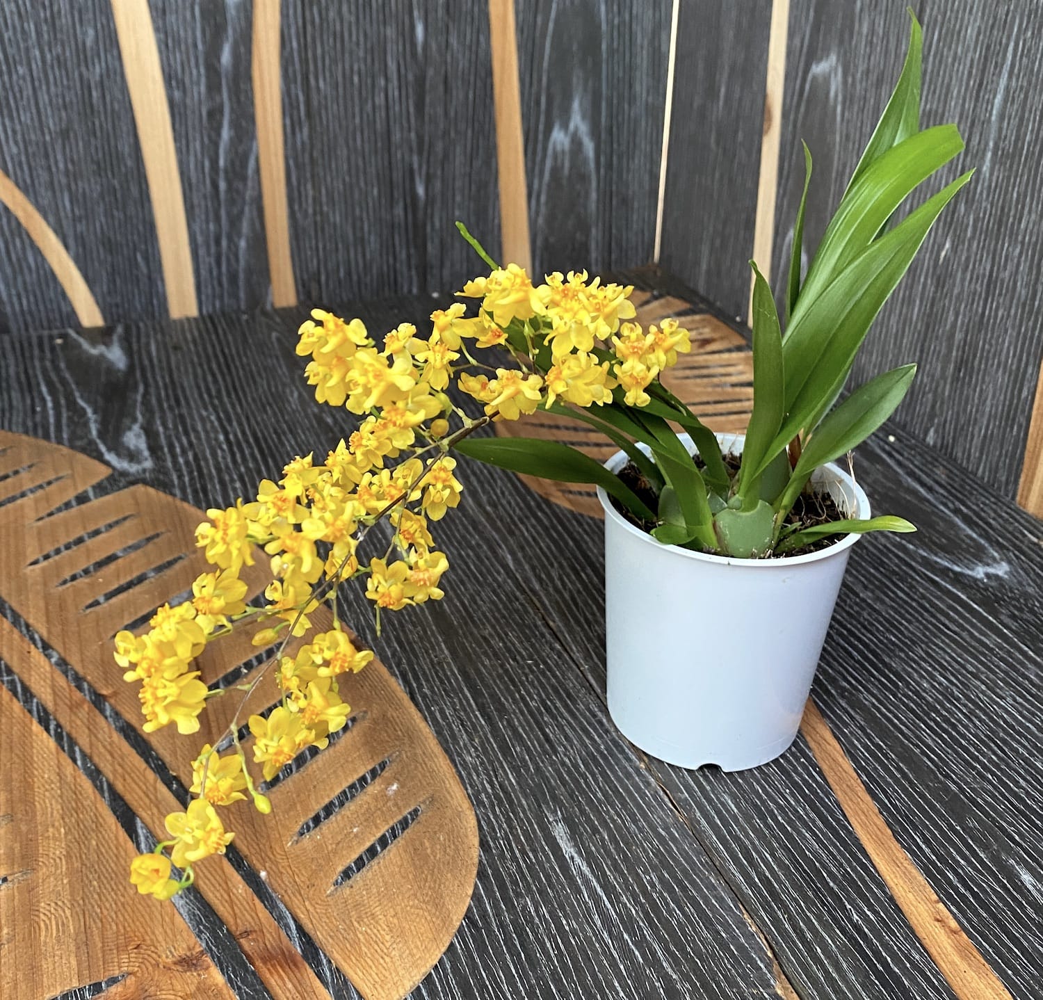 Oncidium Twinkle 'Gold Dust' - fragrant flowers
