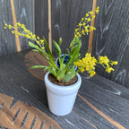 Oncidium Twinkle 'Gold Dust' - fragrant flowers