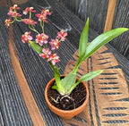 Oncidium Twinkle 'Red Fantasy' D6 (intenzivně vonící květy)