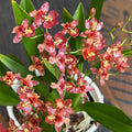 Oncidium Twinkle 'Red Fantasy' D6 (intenzivně vonící květy)