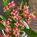 Oncidium Twinkle 'Red Fantasy' D6 (intenzivně vonící květy)