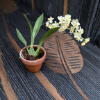 Oncidium Twinkle 'White Shower' D6 (intenzíven illatos virágok)