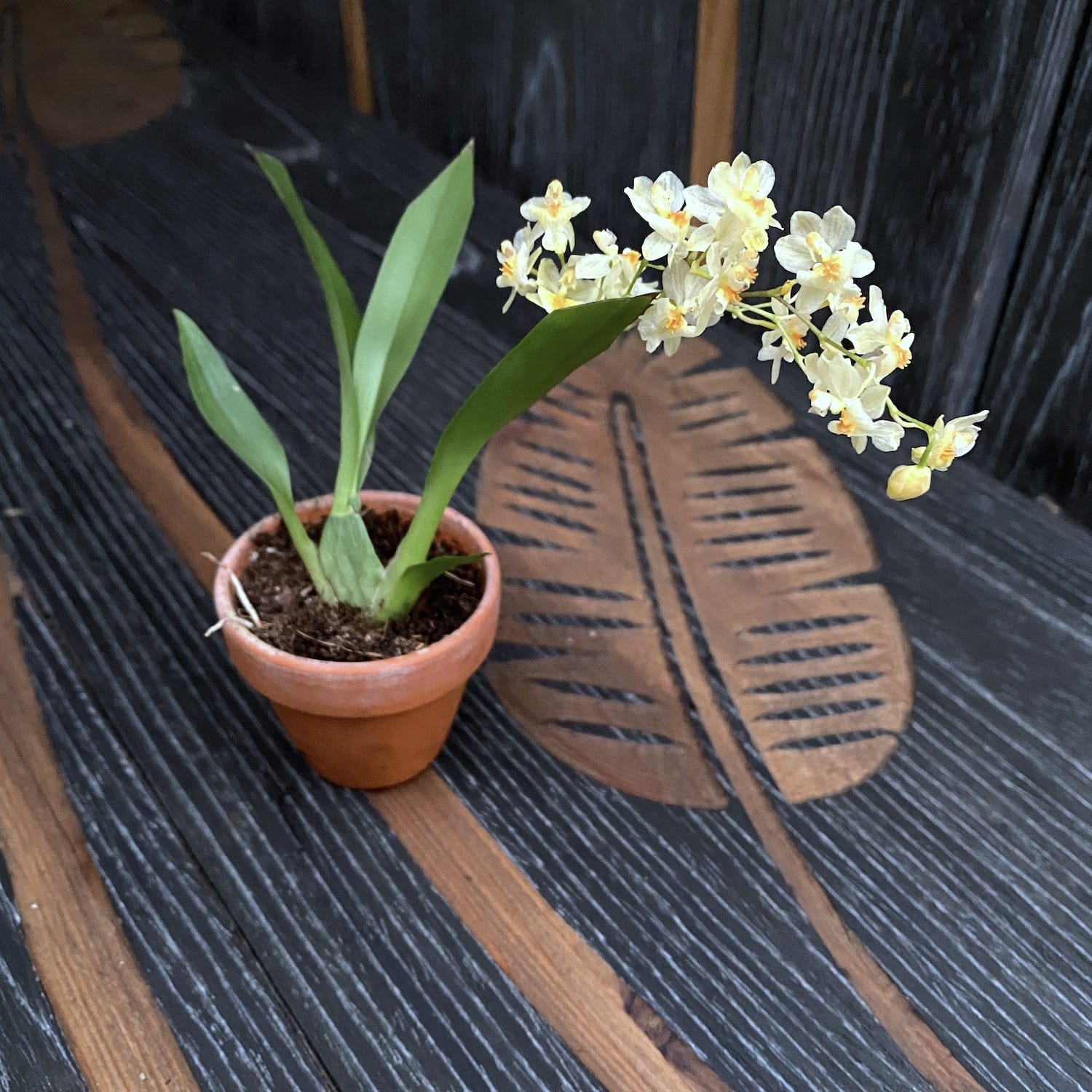 Oncidium Twinkle 'White Shower' D6 (fleurs intensément parfumées)