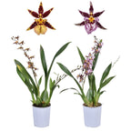 Oncidium (Cyrtocidium) Holm’s Wizard Mischung (sehr duftend)