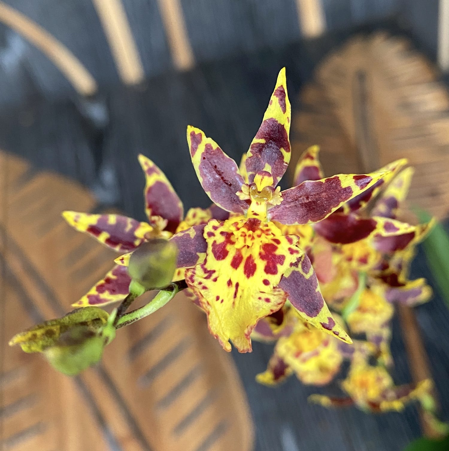 Oncidium (Cyrtocidium) Holm’s Wizard - zlatni - vrlo mirisan!