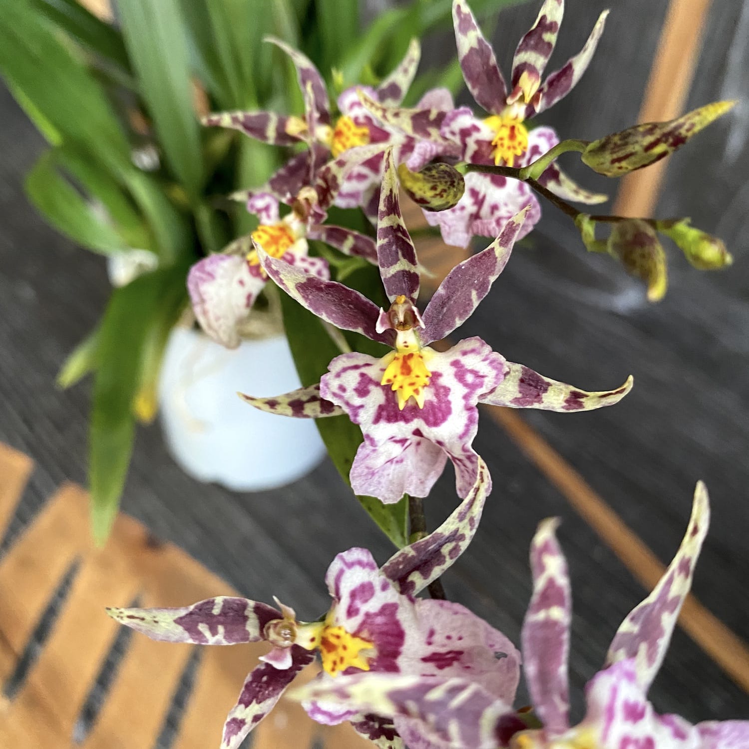 Oncidium (Cyrtocidium) Holm’s Wizard mix (très parfumé)