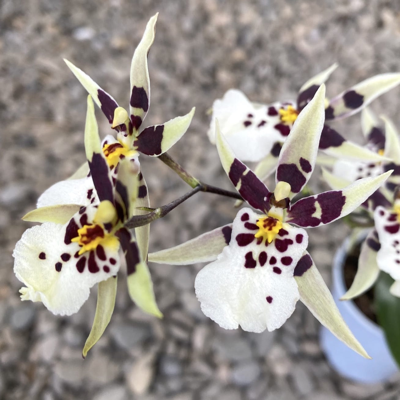 Oncidium (Cyrtocidium) Holm’s Wizard mix (très parfumé)