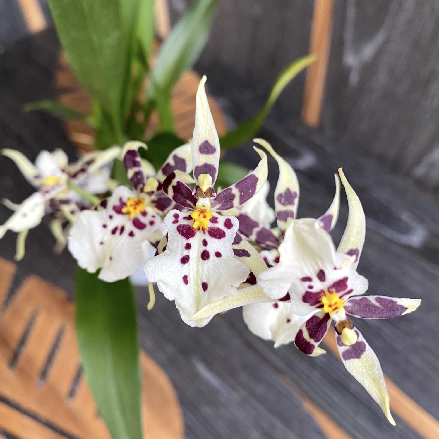 Oncidium (Cyrtocidium) Holm’s Wizard - BLANC (fleurs intensément parfumées)