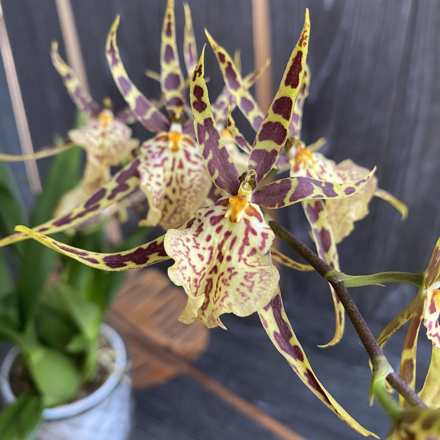 Oncidium (Cyrtocidium) Holm’s Wizard mix (très parfumé)