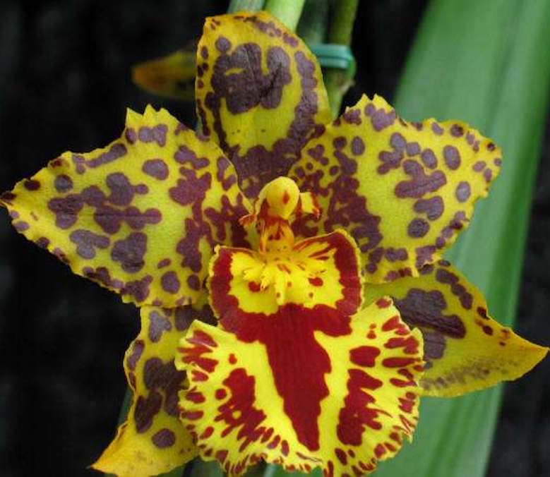 Odontocidium Hansueli Isler