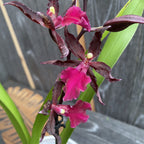 Oncostele Midnight Miracles (syn. Colmanara Masai Red)