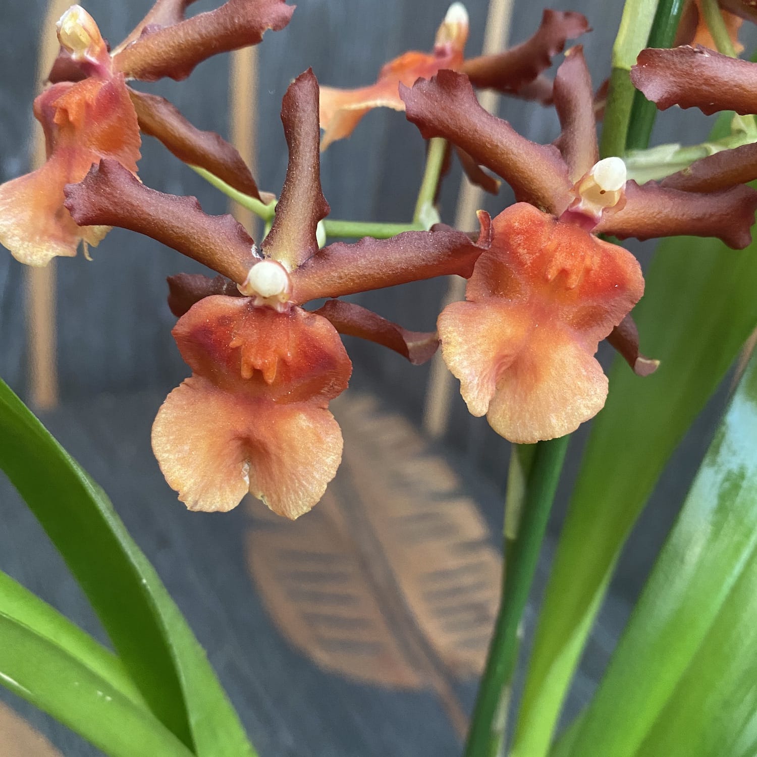 Oncostele (Odontocidium) Catatante 'Pacific Sunburst'