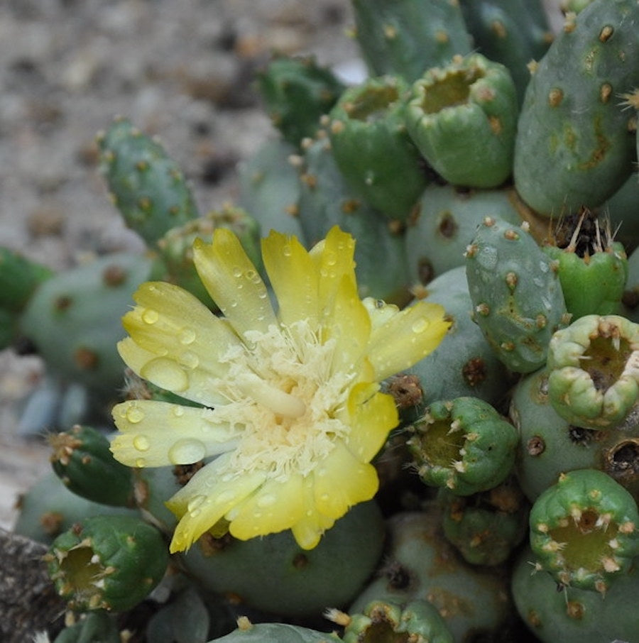 Opuntia Dactylifera