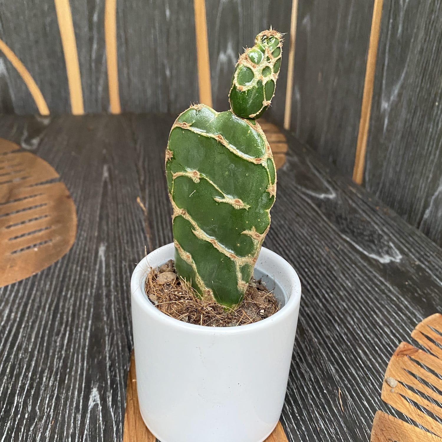 Opuntia Reticulata Cobra