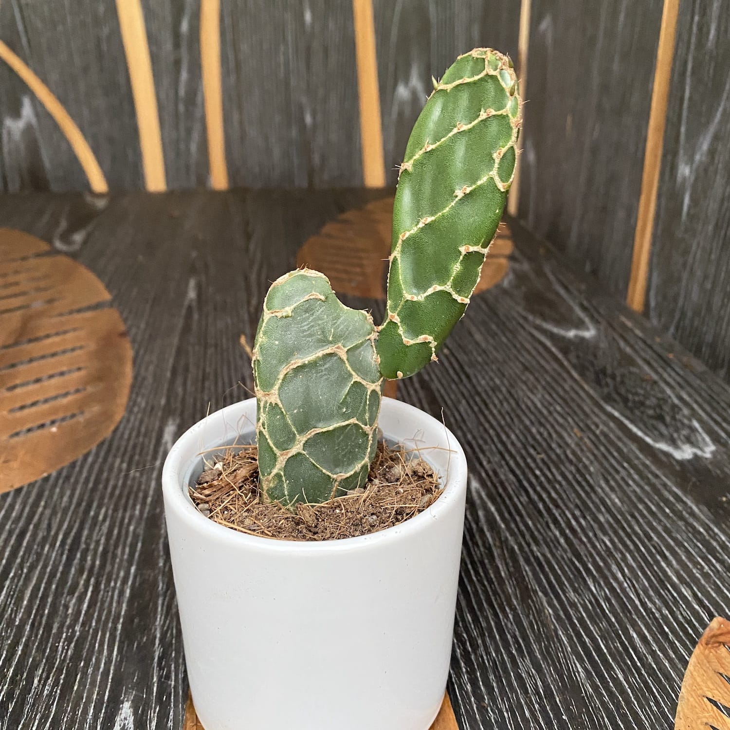 Opuntia Reticulata Cobra