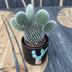 Opuntia microdasys albata ‘Bunny Ears’ (urechi de iepure)