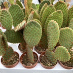 Opuntia microdasys ‘Rufida’ – Hasenohr-Kaktus, Variante mit kupferfarbenen Borsten