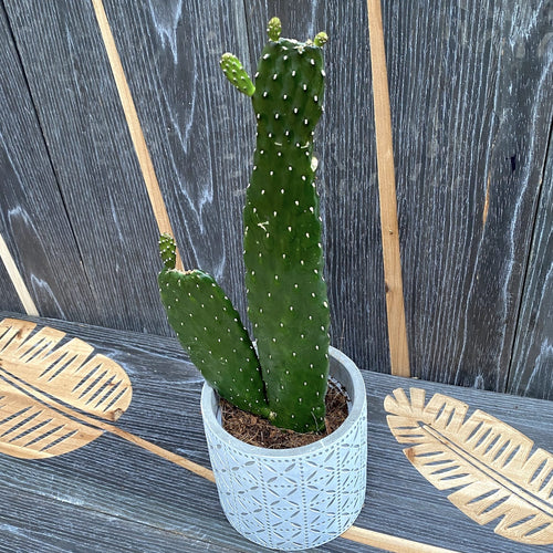Opuntia rubescens Consolea (Road Kill Kaktus) – Secret Garden Plant Shop