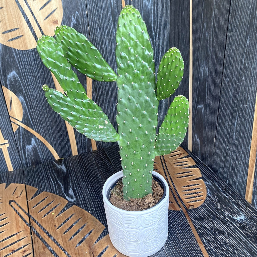 Opuntia rubescens consolea (Cactus Road Kill)