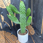 Opuntia rubescens consolea (Kaktus s prometne nesreće)