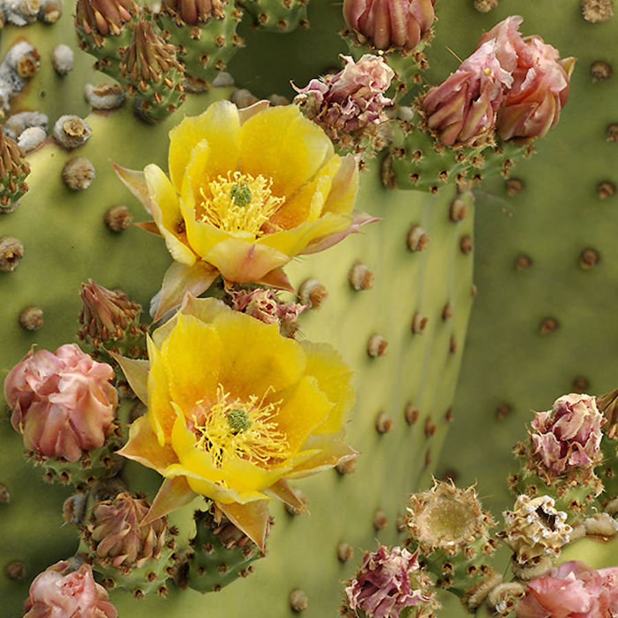 Opuntia microdasys ‘Rufida’ – Cactus urechi de iepure, varianta cu peri aramii
