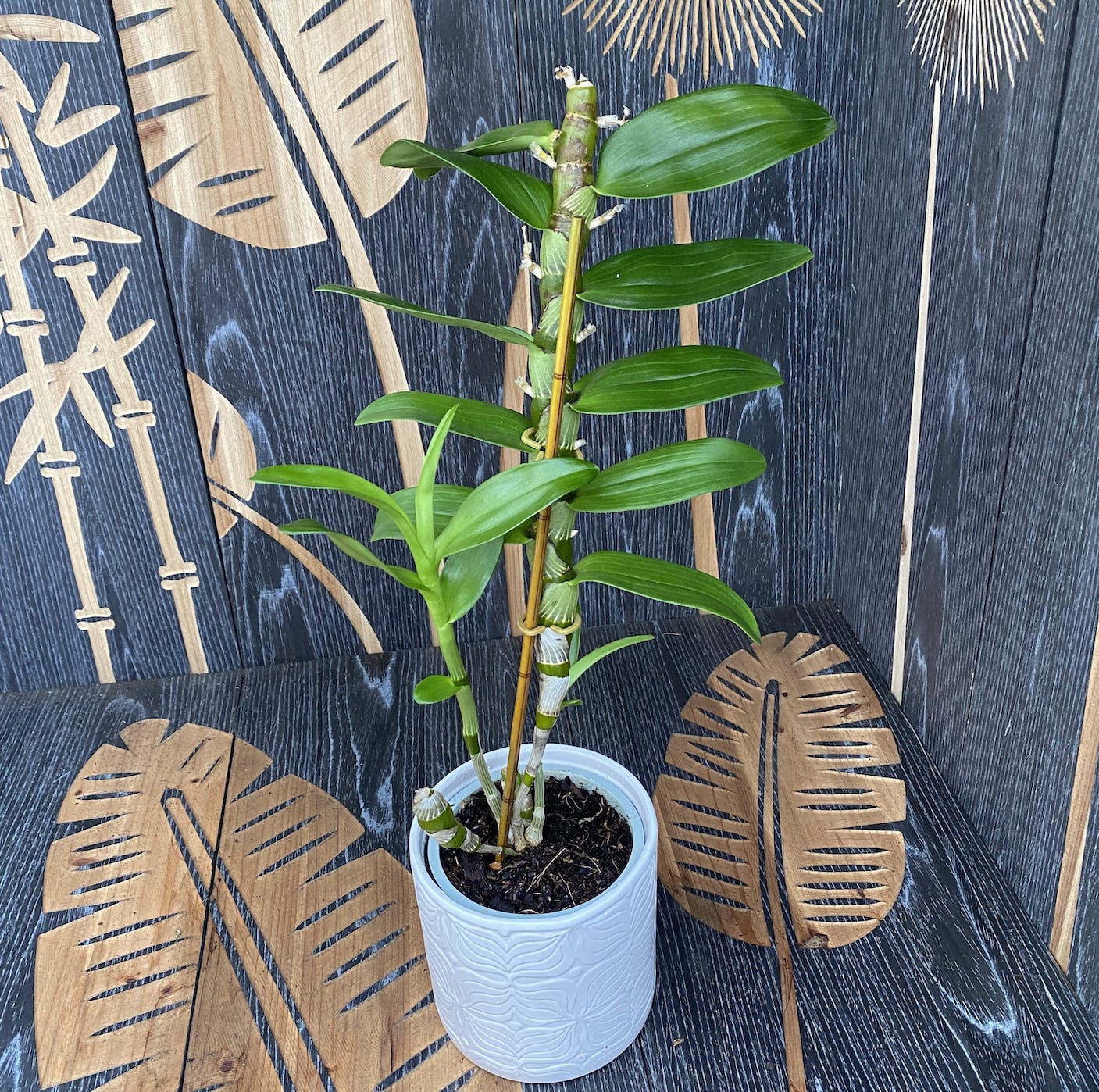 Orhidee Dendrobium Nobile mix