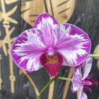 Phalaenopsis Jiuhbao Rose Rouge